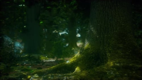 Forest Landscape with Old Massive Trees and Mossy Stones