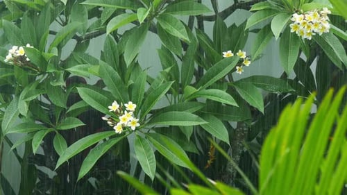 Rainy Day Plumeria Bush with Lush Green Leaves