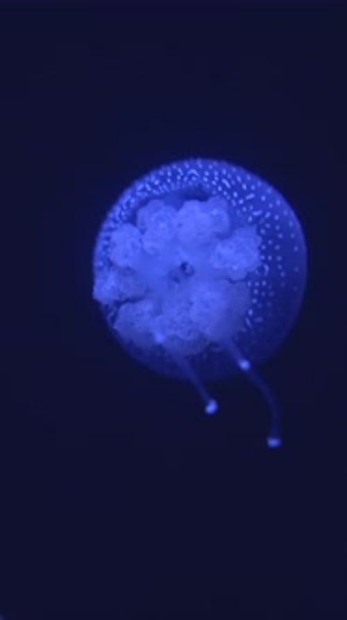 Glowing Jellyfish Swimming Slowly in Dark Water