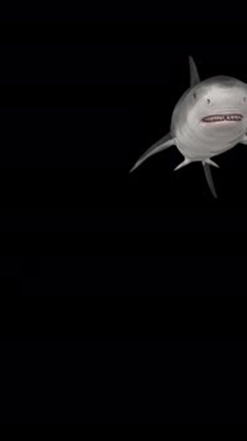 Hai schwimmt von links über der Kamera nach oben, Alphakanal, vertikale transparente Animation