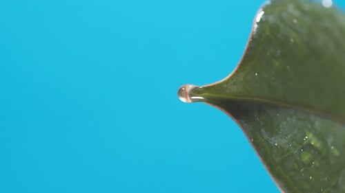 Vertical of Drops of water drip from the green leaves down on the blue background. Slow motion
