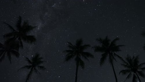 Time lapse of palm trees silhouetted against Milky Way Galaxy on Isle of Pines.
