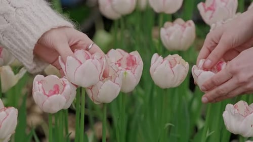 Delicate Pink Tulips Selected with Care From a Beautifully Blooming Garden Setting