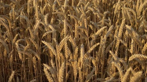 Wheat Ears on Light Wind at Sunset Golden Wheat Field in Countryside