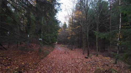 A walk through a peaceful autumn forest creates a mysterious atmosphere.