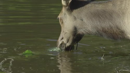 Faune canadienne - Des chevreuils mangent des feuilles dans l'eau