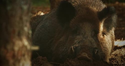 Close-up of a Wild Boar Resting in Forest