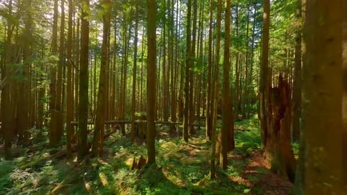 Smooth Flight Between the Trees Close to Branches in a Fabulous Forest