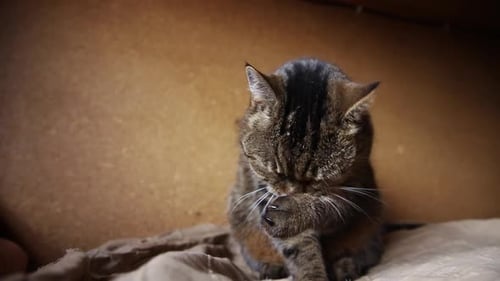 Tabby Cat Grooming Itself on Blanket Indoors