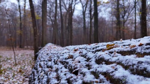 Große und alte Eiche, die schneebedeckt zu Boden gefallen ist. Dicke Rinde eines umgestürzten Baumes