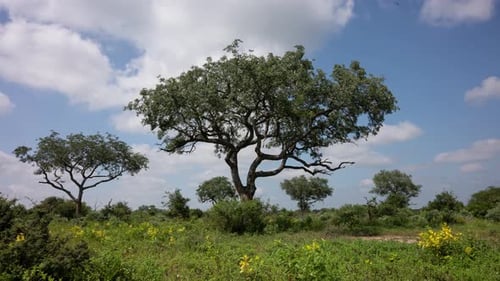 Timelapse of African Tree with moving clouds