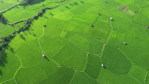 Rice field, green paddy rice farmland
