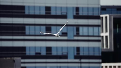 Seagull Flying Over Sea Surface Against Buildings of the City Port