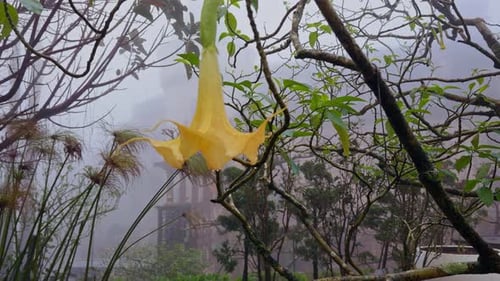 Clochette jaune vif suspendue à de fines branches dans un jardin brumeux avec vue douce et grand angle,