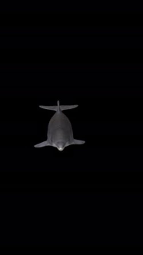 Delfin schwimmt von links unter der Kamera nach oben, Alphakanal, vertikale transparente Animation