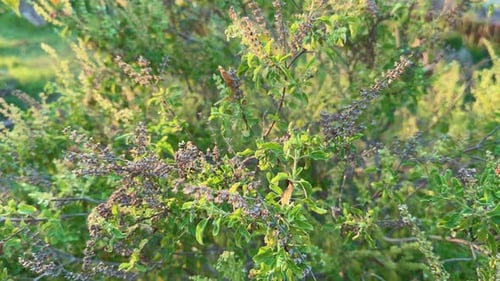 Heilige Basilikum-Tulsi-Pflanze