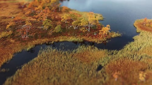 A tranquil river flowing beside golden-hued trees in an autumn swampy tundra.Aerial view, tilt-shift