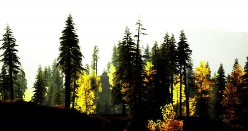 Forest Landscape During Autumn with Vibrant Foliage in the Background