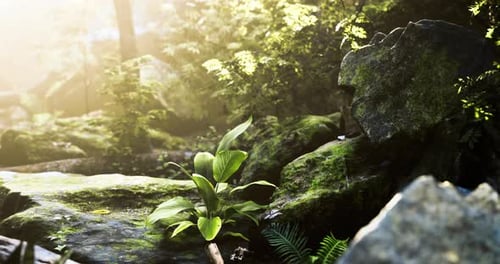 Lush Green Plants Growing Among Moss Covered Rocks in a Sunlit Forest