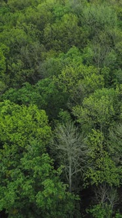 Vertical Forest Background Woods Green Tree Crowns