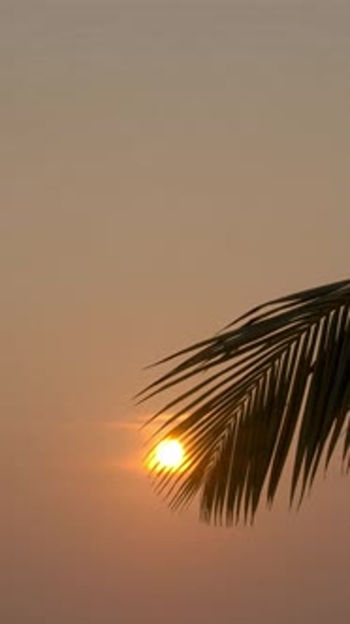 Vertical of Silhouette of Palm Tree Under Bright Sky at Sunset