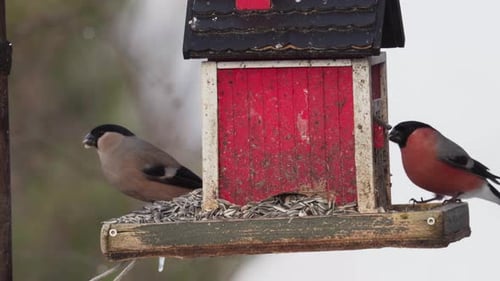 Two Birds Eat Seeds at Rustic Bird Feeder