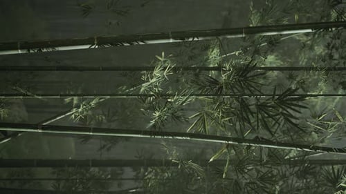 Vertical Video of Flourish Bamboo Forest with Glorious Morning Sunshine