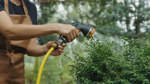 Close-up portrait female gardener hands with a watering hose carefully watering a boxwood bush