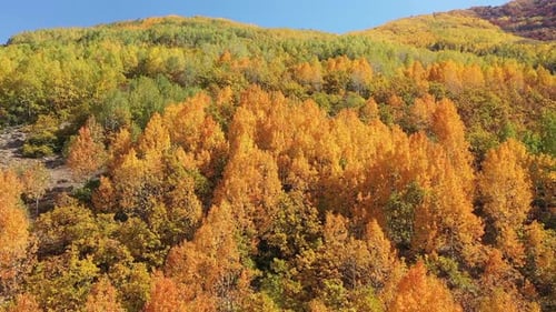 Vue aérienne des forêts colorées sur les collines en automne