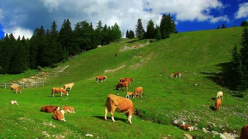 Cows Graze on Green Alpine Meadow