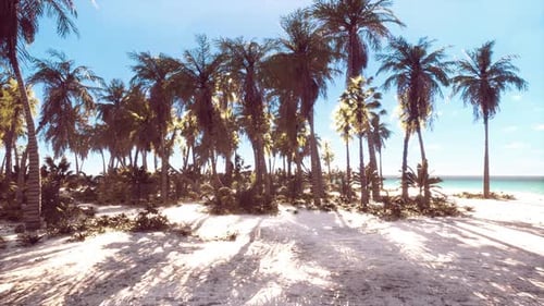 Tropical Beach with Coconut Palm Tree