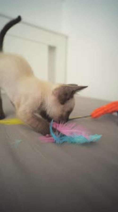 Pet Concept A Small Blueeyed Siamese Kitten Point Color is Playing at Home Vertical Shot