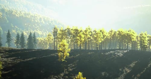 Sunlight Shines Through Trees in a Serene Forest Landscape