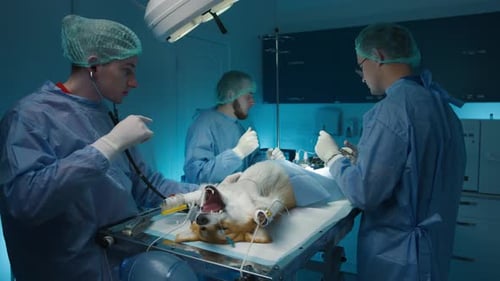 Slow Motion Shot of Surgery Room During Operation in Veterinary Clinic