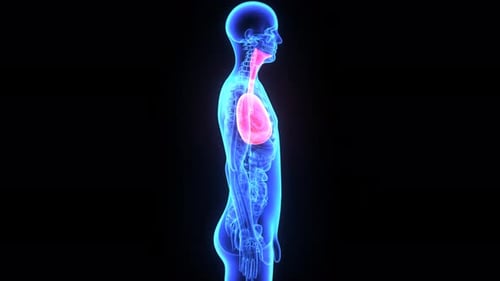 3D Human Lungs Breathing in Transparent Body