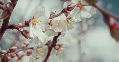 Apricot branch with flowers blossoming. Garden bloom with white and pink buds on tree in springtime.