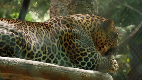 Seitenansicht Leopard leckt Hände