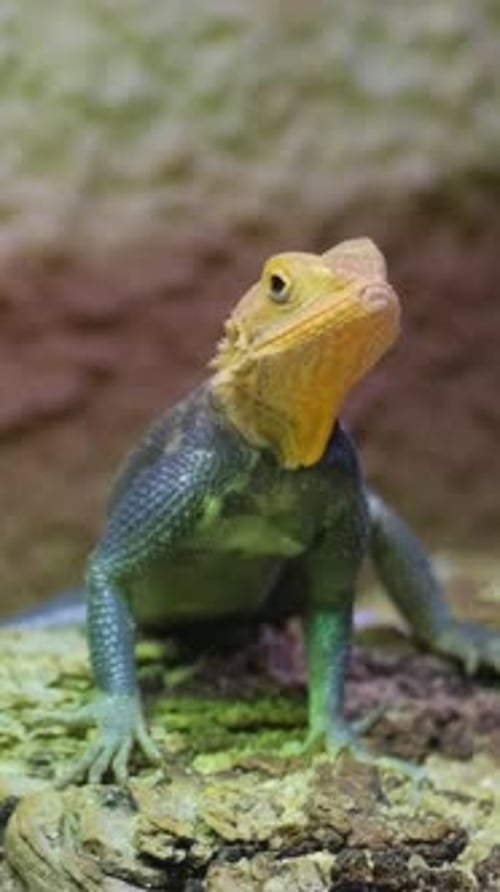 Lizard with Bright Yellow Head Resting on a Rock in a Terrarium