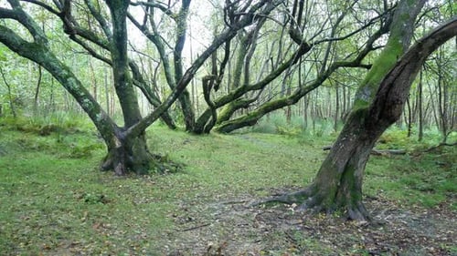 Spooky woodland trail in silence daytime forest wilderness autumn foliage