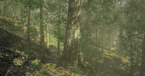 Sunlight Filtering Through Lush Forest Canopy in Tranquil Woodland Setting