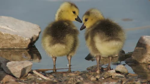 Young Gosling In A Riverbank Hunting For Food In Daytime. Close-up Shot