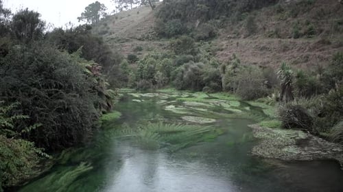 River with Vegetation and Trees While It Rains at Blue Spring State Park