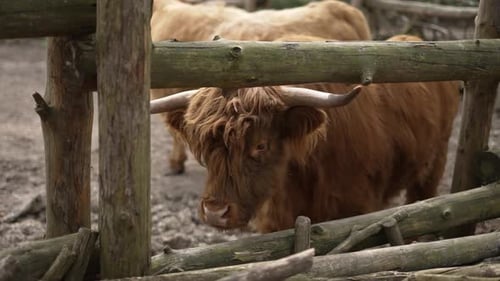 Highland Cow Behind Wooden Fence in Rural Setting