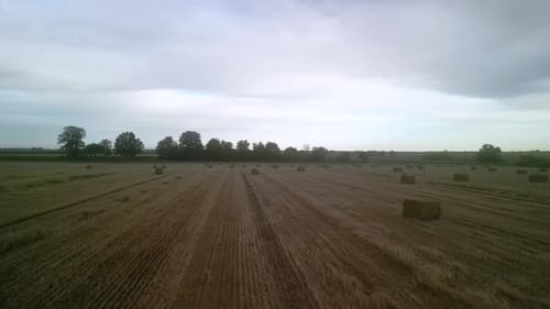 Yellow field with harvested wheat and hay bales. Aerial view of the field with square bales