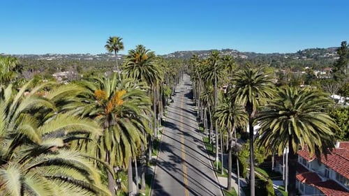 Sunny California Los Angeles with Palm Trees on the Street in Beverly Hills Drone Video