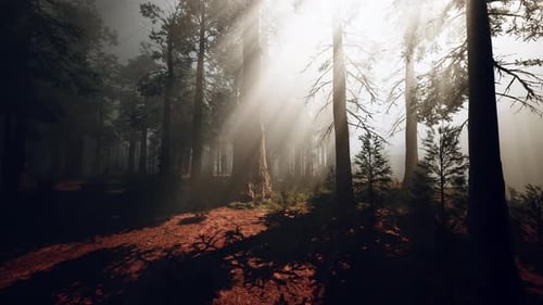 A Dense Forest with Towering Trees