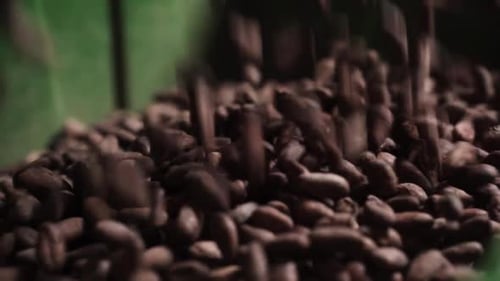 Closeup Of Roasted Cocoa Beans Falling Into Heap In Green Bucket.