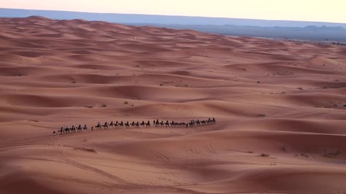 Nomadic Journey Camel Caravan Across the Sahara Desert