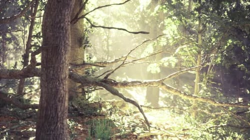 Forêt tranquille avec branches couvertes de mousse et lumière dorée