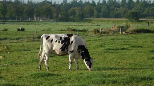 Kühe Hausrinder